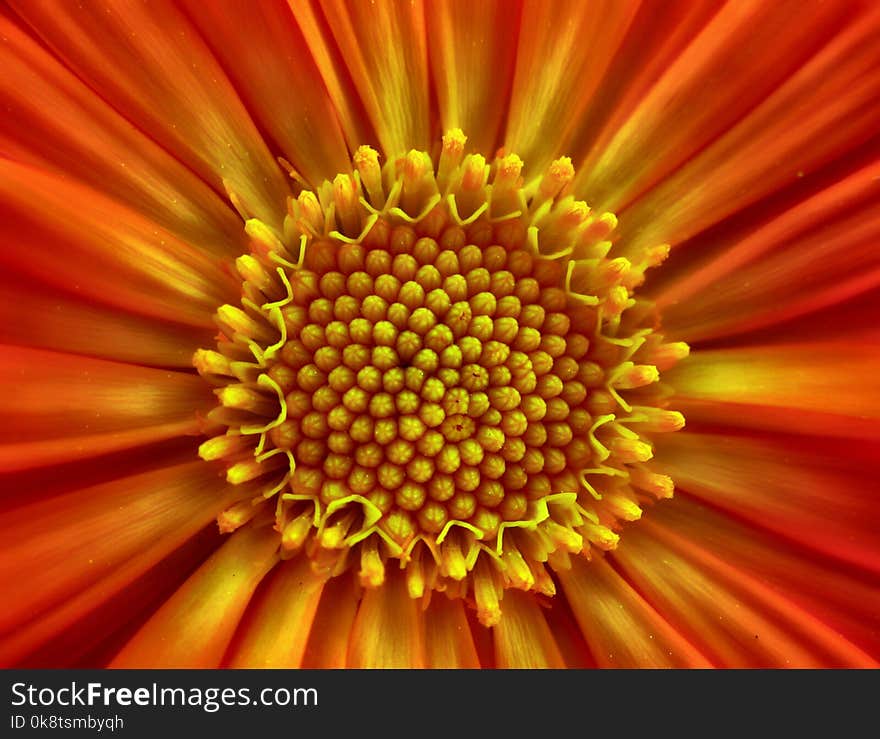 Flower, Yellow, Orange, Close Up