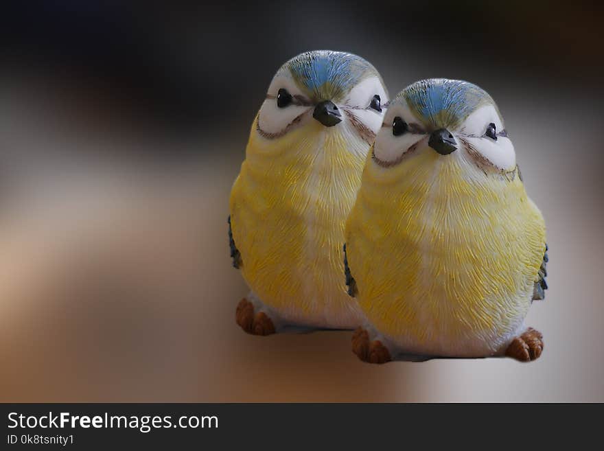 Bird, Common Pet Parakeet, Parakeet, Beak