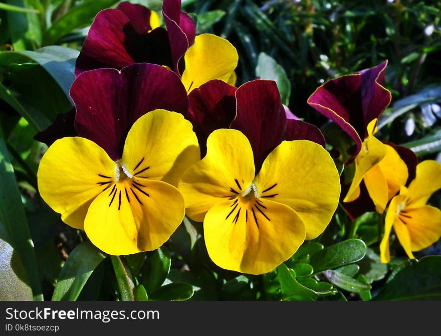 Flower, Yellow, Plant, Flowering Plant