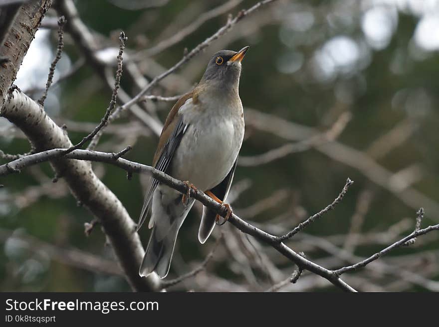 Bird, Fauna, Beak, Branch