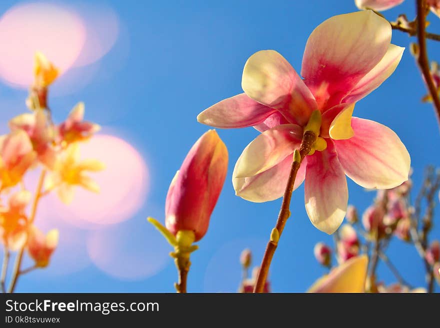 Flower, Blossom, Flora, Spring