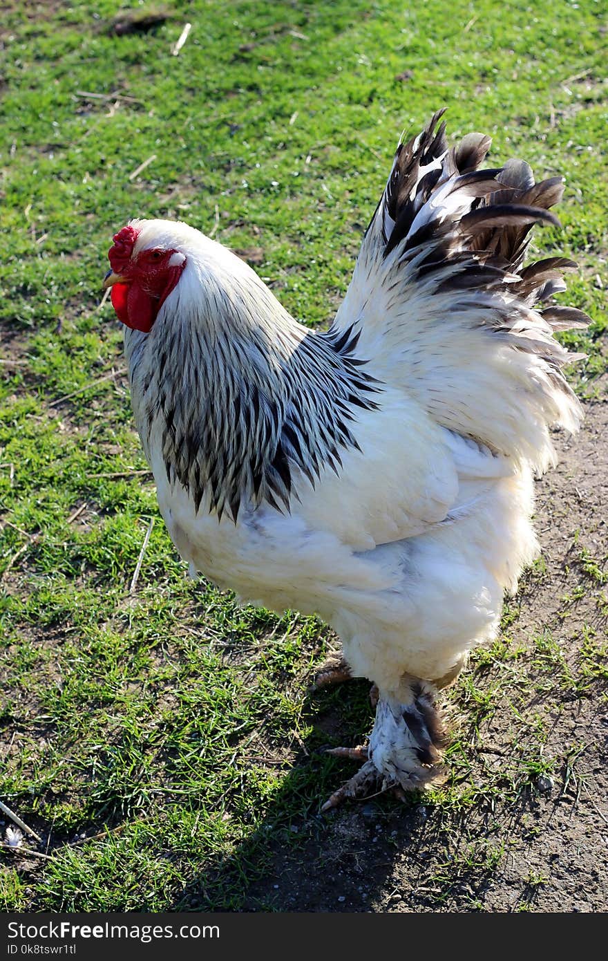 Chicken, Rooster, Galliformes, Bird