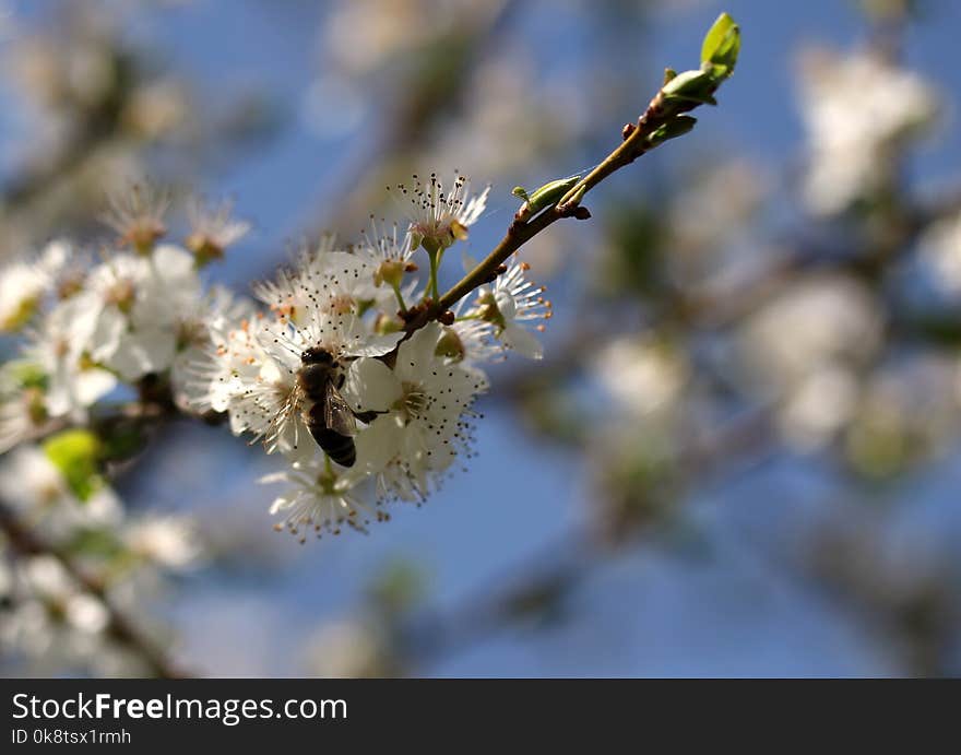 Branch, Blossom, Spring, Flora