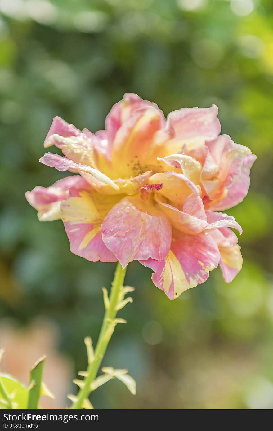 Flower, Pink, Rose Family, Flora