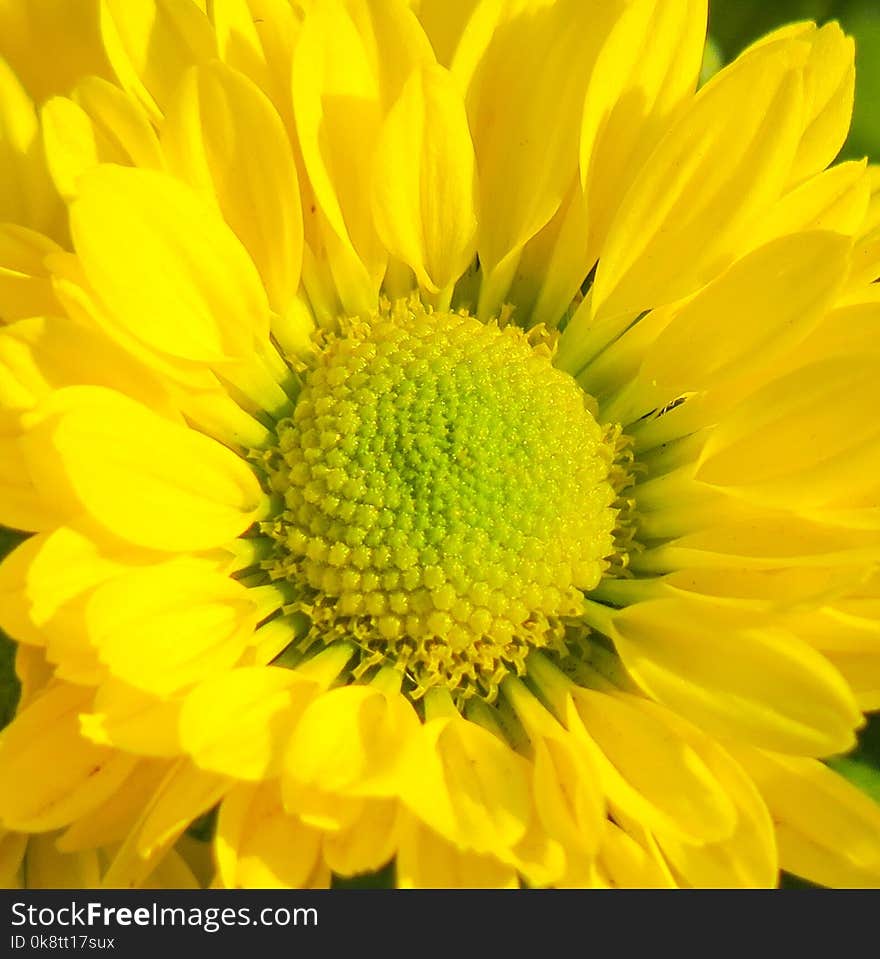 Flower, Yellow, Close Up, Daisy Family