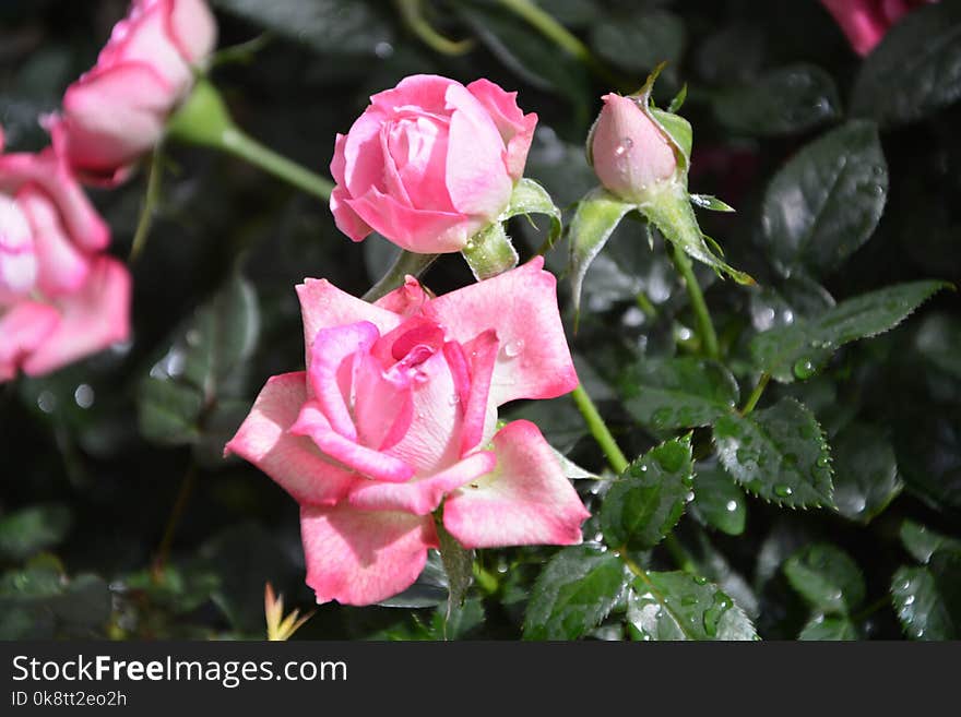 Flower, Plant, Rose Family, Pink