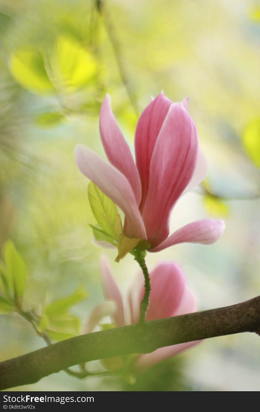 Flower, Blossom, Flowering Plant, Branch