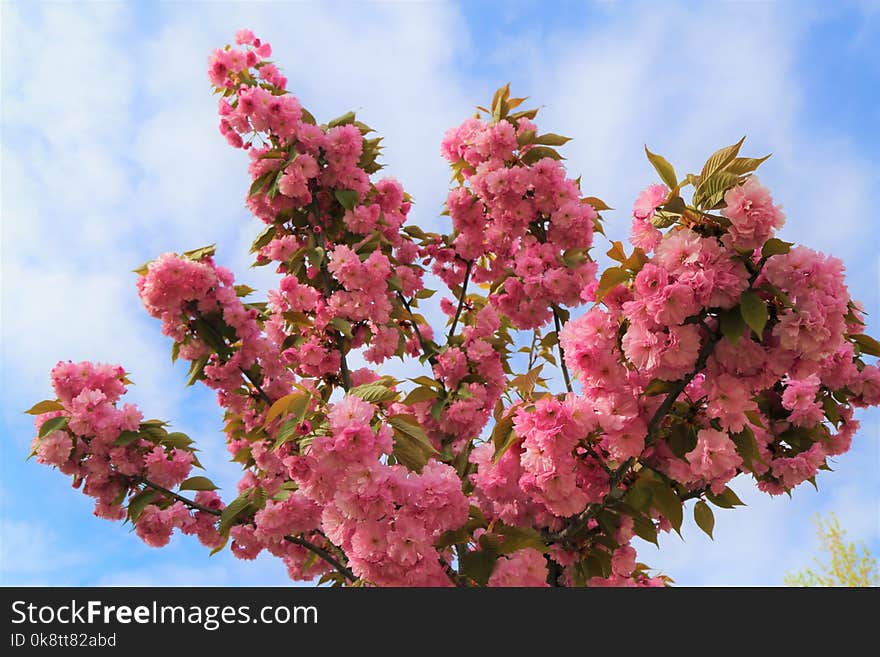 Pink, Blossom, Spring, Flower