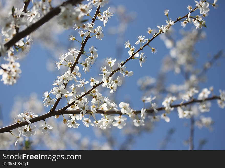 Blossom, Branch, Sky, Spring