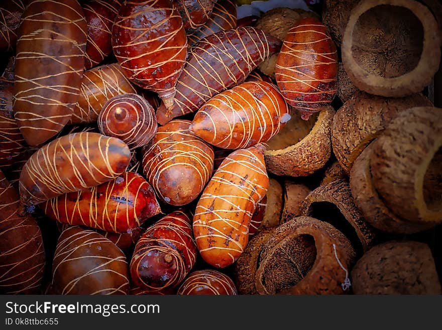 Conchology, Seashell, Close Up, Organism