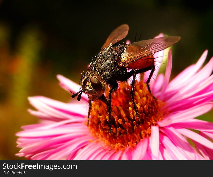 Honey Bee, Bee, Insect, Flower