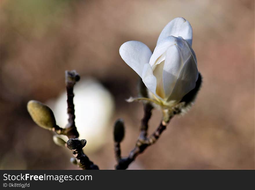 Flower, Plant, Branch, Blossom