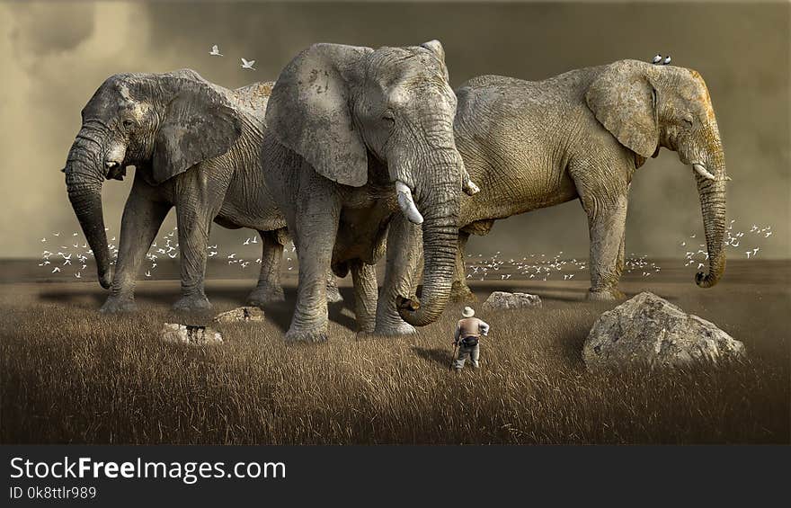 Elephant, Elephants And Mammoths, Terrestrial Animal, Wildlife