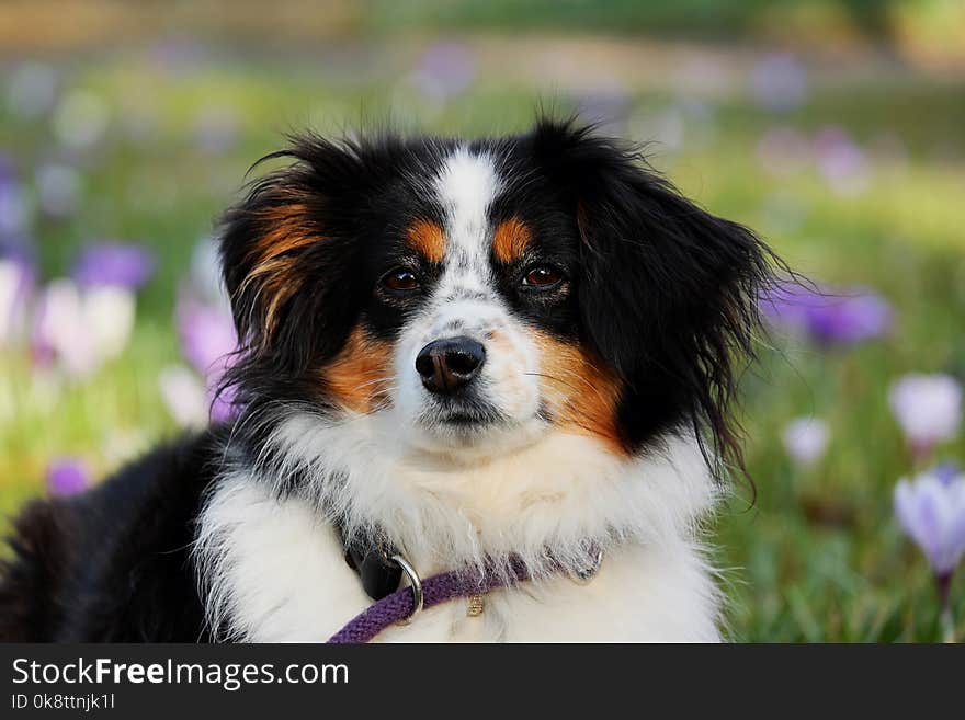 Dog, Dog Breed, Dog Like Mammal, Dog Breed Group