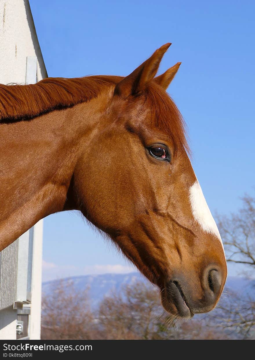 Horse, Halter, Bridle, Mane