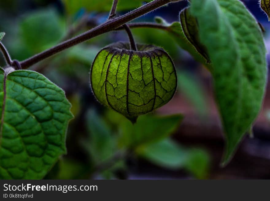 Leaf, Fruit, Plant, Tomatillo