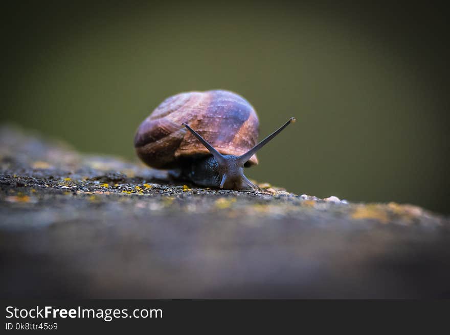 Snails And Slugs, Snail, Invertebrate, Molluscs