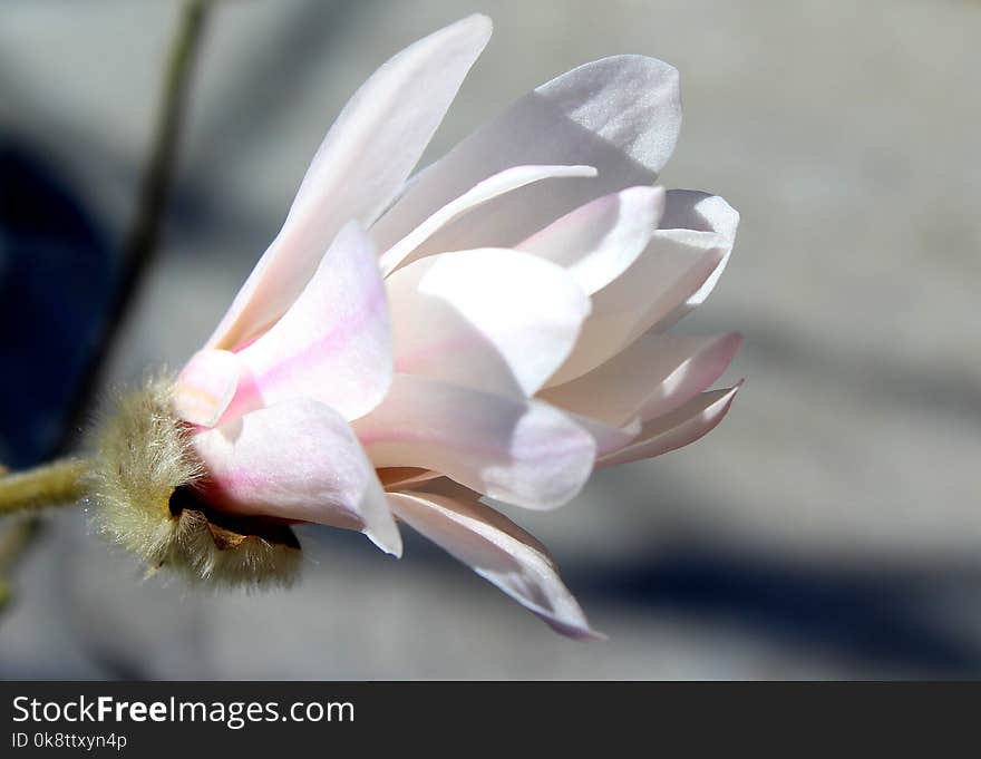 Flower, Flowering Plant, Plant, Flora