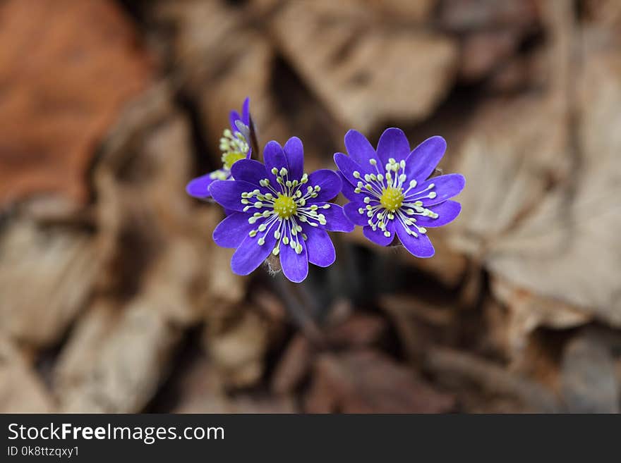 Flower, Blue, Flora, Plant