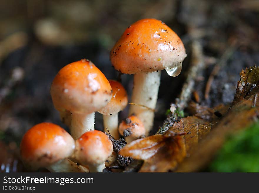 Mushroom, Fungus, Edible Mushroom, Medicinal Mushroom