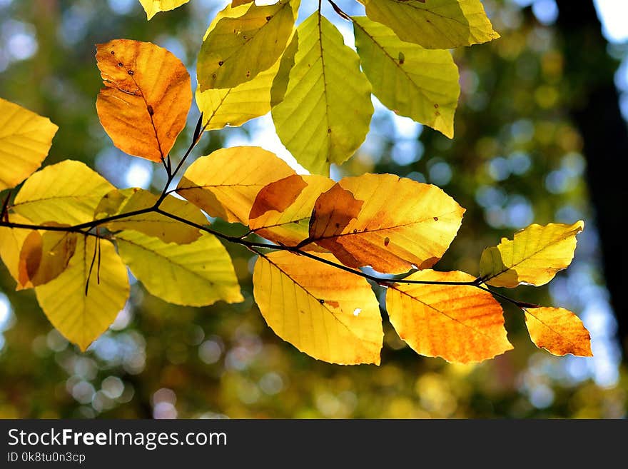 Leaf, Autumn, Deciduous, Branch