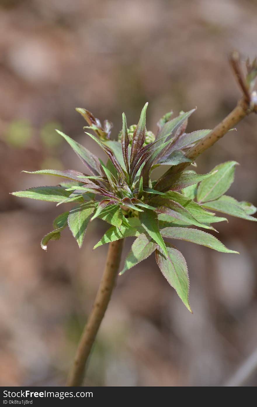 Plant, Leaf, Flora, Branch