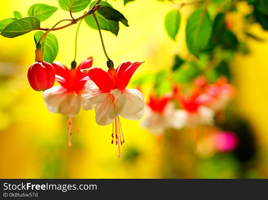 Flower, Flora, Red, Yellow