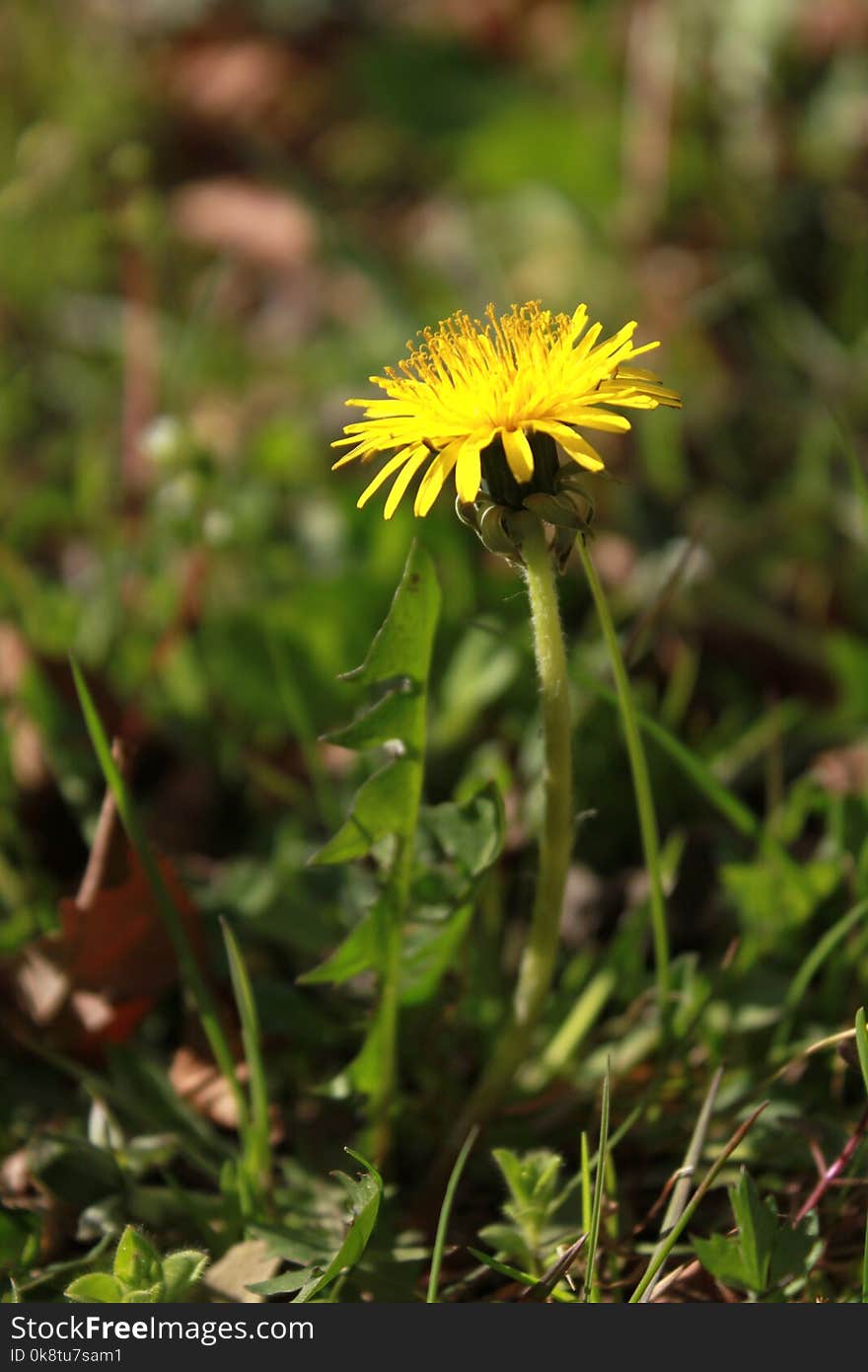 Flower, Flora, Plant, Dandelion