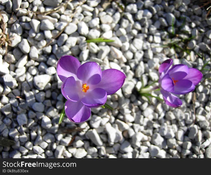 Flower, Plant, Crocus, Purple