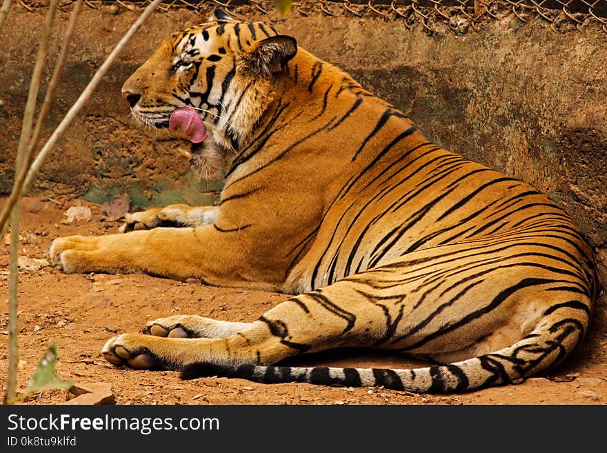 Tiger, Wildlife, Terrestrial Animal, Mammal