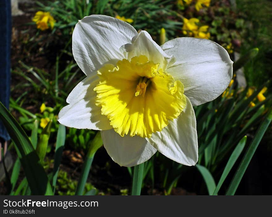 Flower, Yellow, Plant, Flora