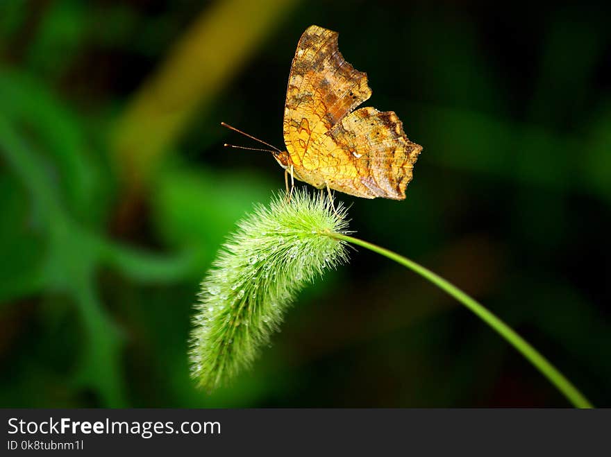 Insect, Butterfly, Moths And Butterflies, Moth