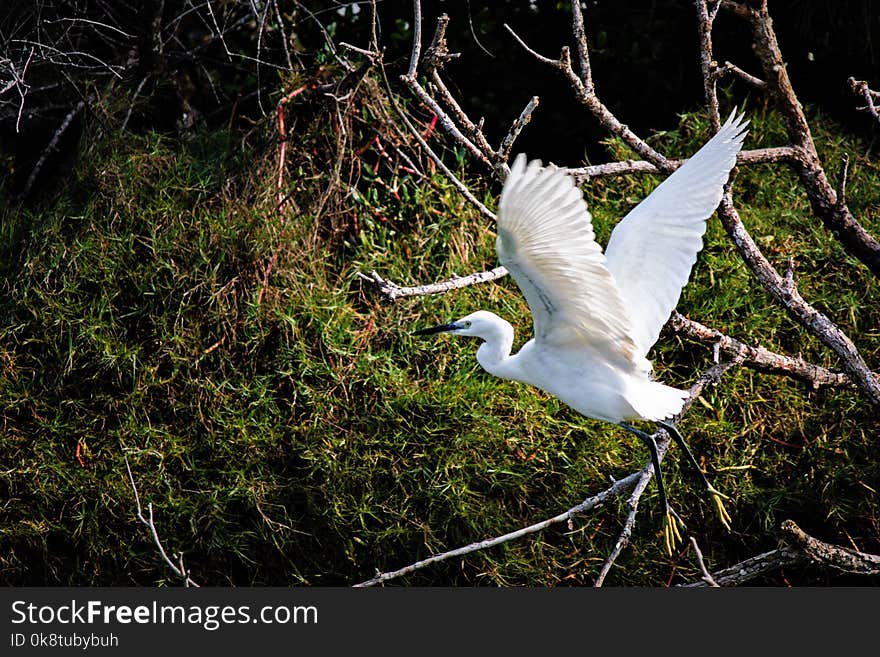 Bird, Fauna, Beak, Egret