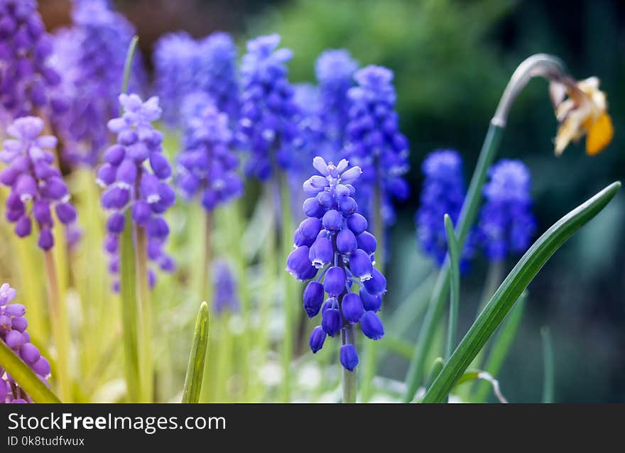 Blue, Flower, Purple, Plant