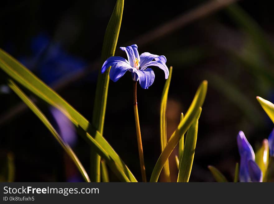 Flower, Plant, Flowering Plant, Flora