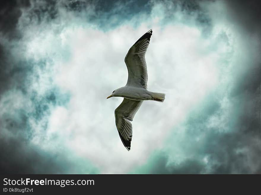 Sky, Bird, Fauna, Beak