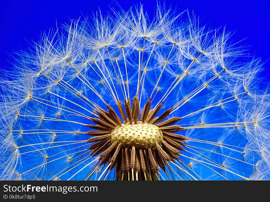 Blue, Flower, Nature, Sky