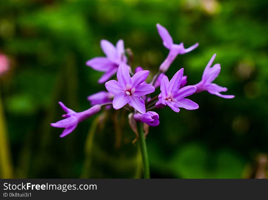 Flower, Flora, Plant, Purple