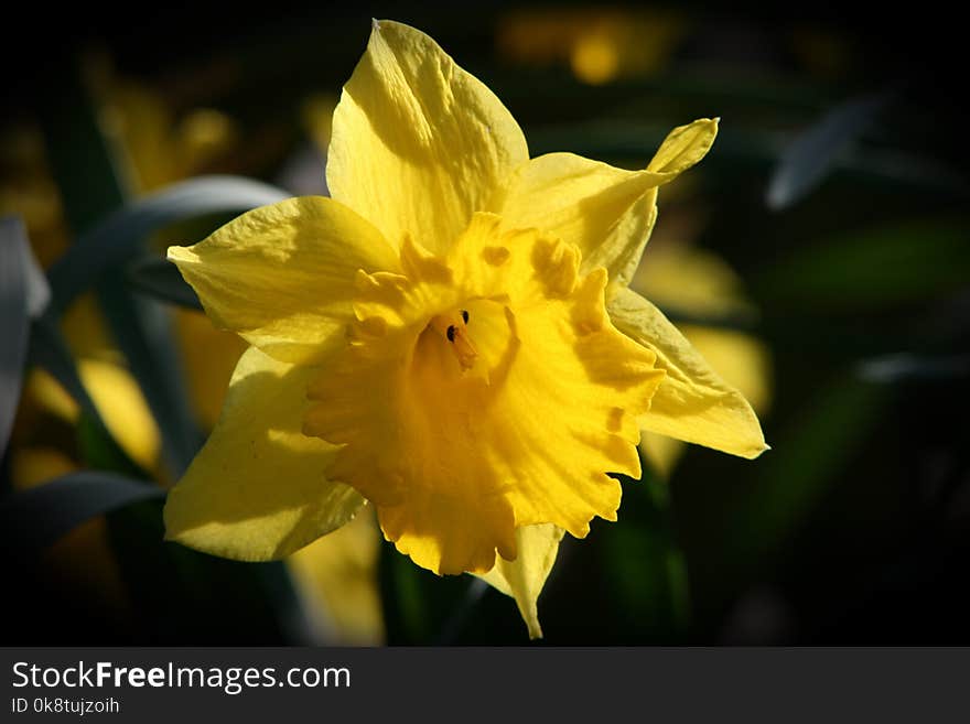 Flower, Yellow, Flora, Plant