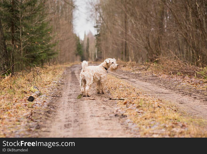 Dog, Dog Like Mammal, Dog Breed Group, Tree