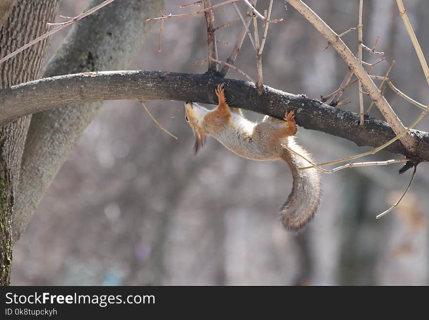 Fauna, Branch, Squirrel, Wildlife