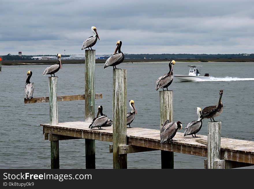 Bird, Seabird, Pelican, Water