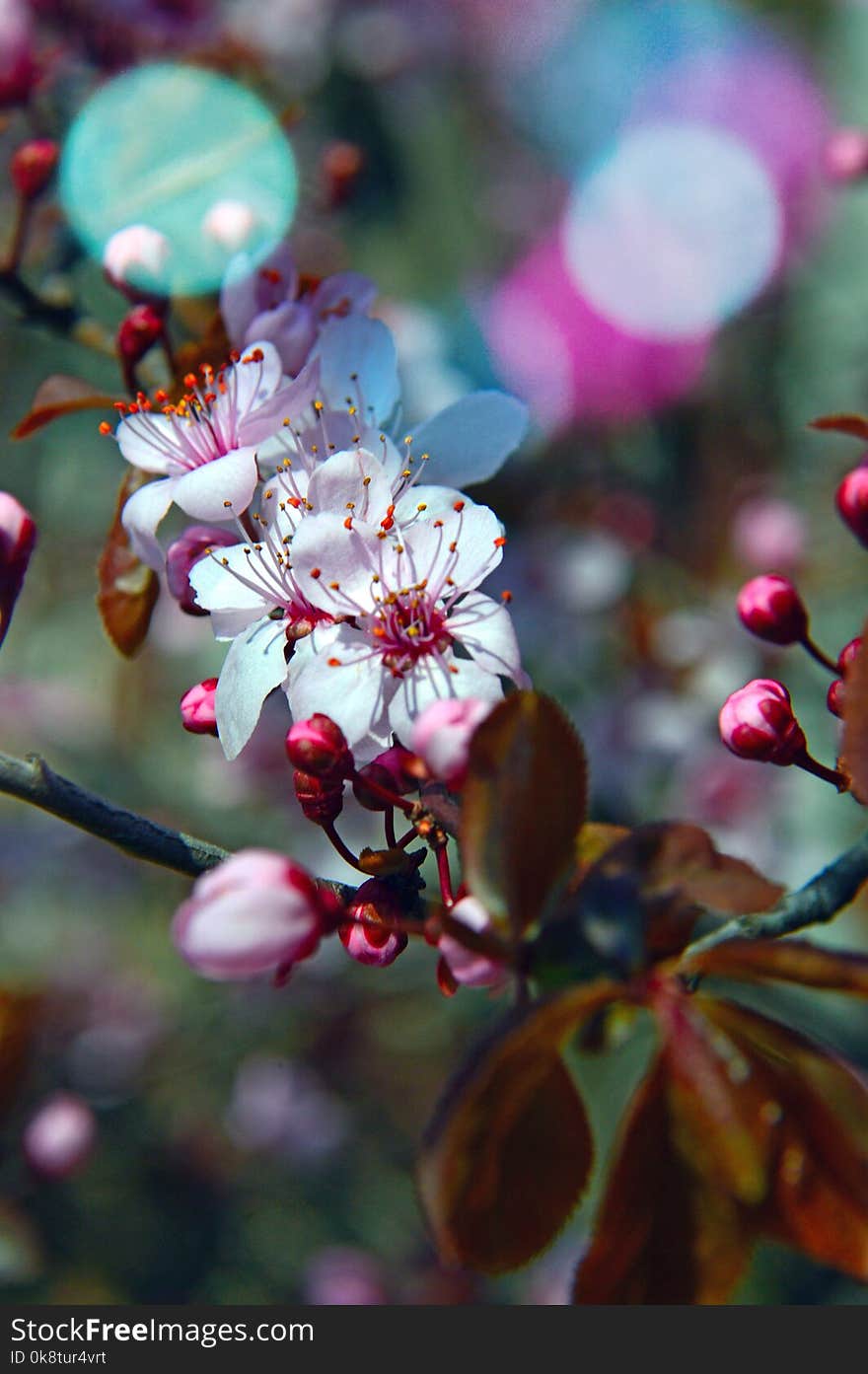 Blossom, Spring, Flora, Branch