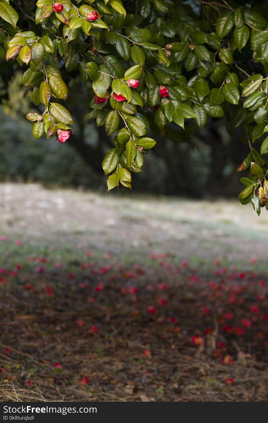 Branch, Vegetation, Leaf, Tree