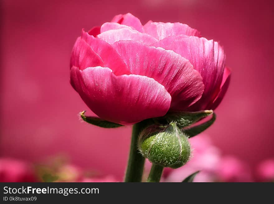 Flower, Pink, Blossom, Petal