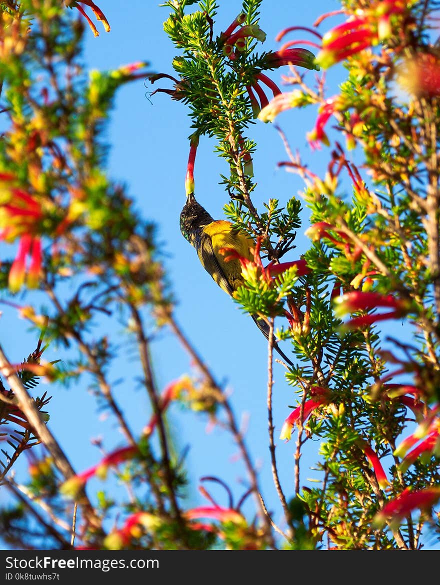 Bird, Flora, Vertebrate, Fauna