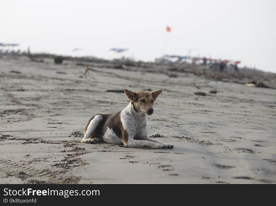 Dog, Street Dog, Beach, Sand