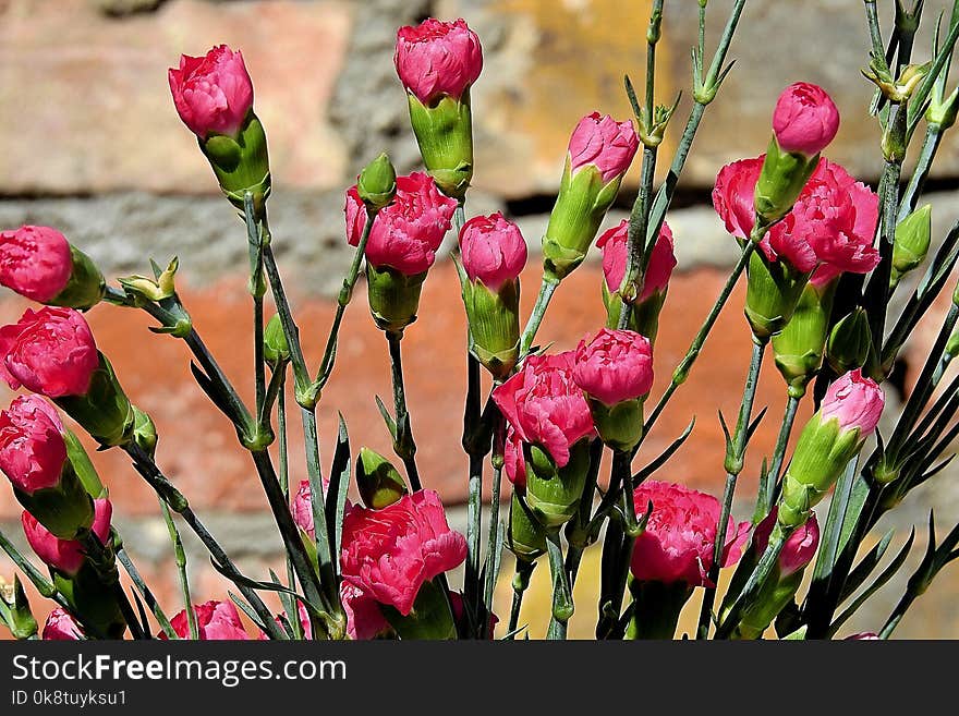 Flower, Pink, Plant, Flowering Plant