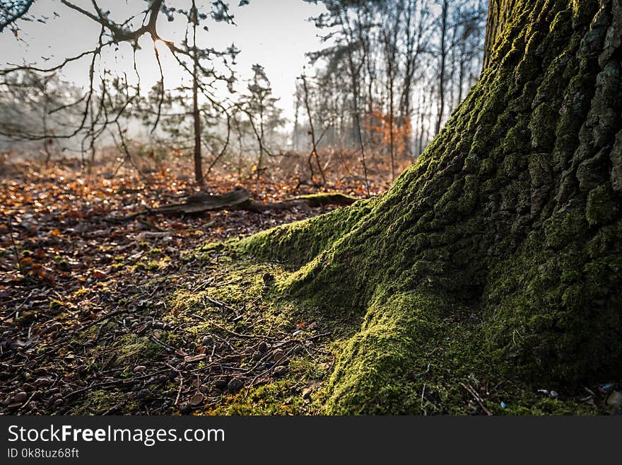 Nature, Woodland, Ecosystem, Tree