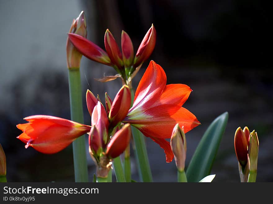 Flower, Plant, Flora, Flowering Plant